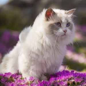 Meet your Posher, Raman